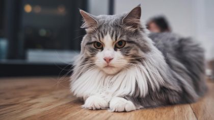 Ce détecteur de mouvement installé pour les chats déclenche la colère du voisinage "ça s’allume tout le temps c’est insupportable