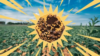 « Ce n’est pas une simple rumeur » la première ferme de drones apiculteurs qui pollinisent les champs ouvre ses portes en France dès le 31 juillet 2025