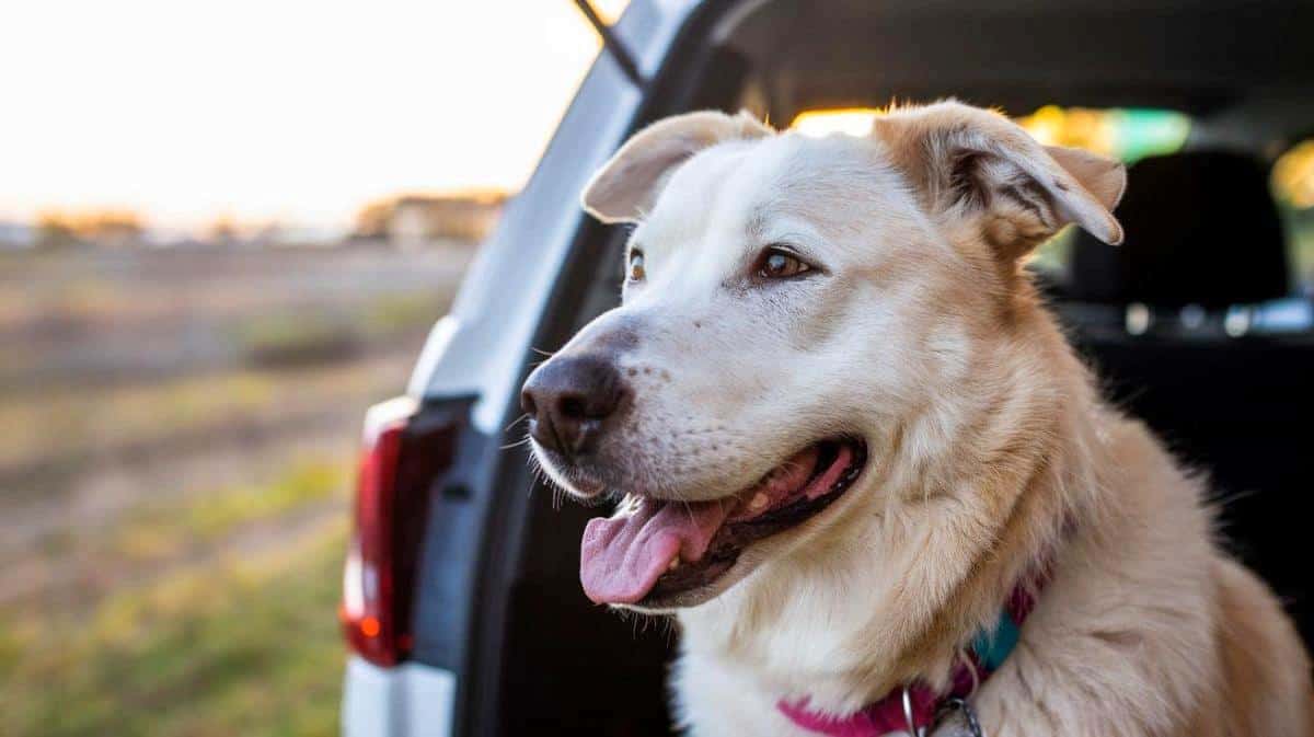 “C’est bon, c’est qu’un animal, pas un être humain” affirme ce retraité verbalisé après avoir laissé son chien dans sa voiture fermée en plein soleil pendant cinq heures