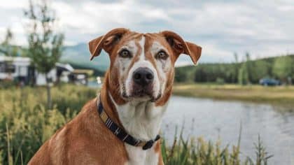 “C’est le gérant du camping qui nous a conseillé de le laisser dehors” affirme cette vacancière après avoir retrouvé son animal disparu puis euthanasié
