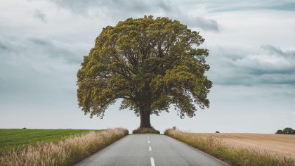 C’est officiel, la nouvelle hauteur maximum des haies est enfin connue : des milliers de propriétaires doivent modifier rapidement "je dois couper ce que j’ai planté il y a 20 ans