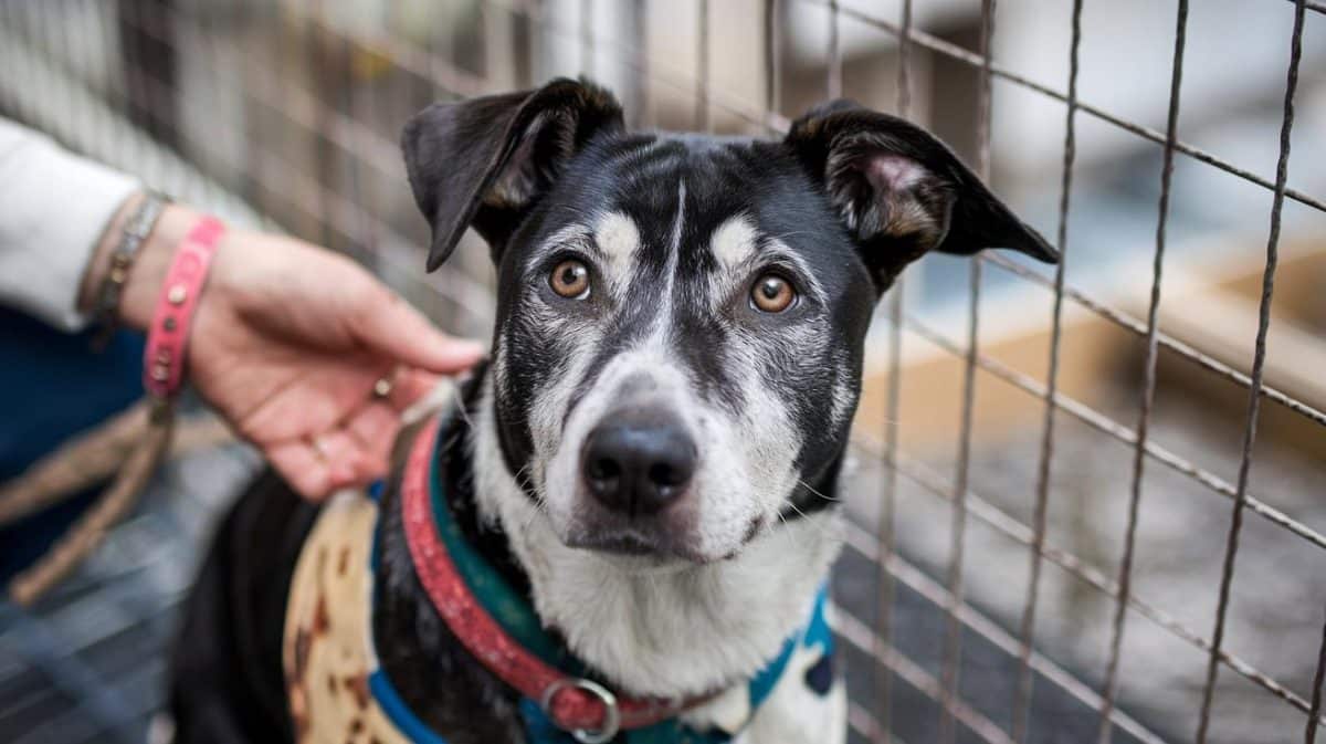 “C’était leur cadeau de Noël… et maintenant ils le jettent” s’insurge une bénévole en récupérant un chien adolescent attaché au grillage d’un centre animalier