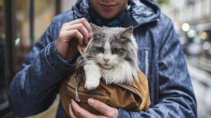 “C’était mon ex qui avait voulu ce chat, j’en voulais pas” avoue ce jeune homme après avoir glissé l’animal dans un sac poubelle et l’avoir déposé près d’un conteneur