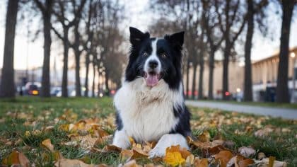“C’était un furet, pas un chien” répond cette étudiante verbalisée pour avoir relâché son animal dans un parc public juste avant son départ pour trois semaines à Lisbonne