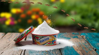 Chenilles processionnaires cette poudre de cuisine à 15 centimes les fait fuir définitivement et évite d’empoisonner les animaux