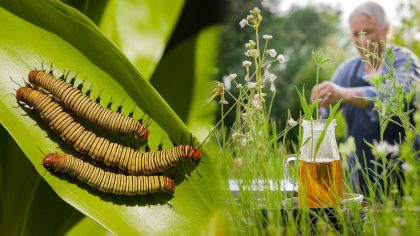 Chenilles processionnaires : les jardiniers prônent une infusion maison à base de plantes sauvages "gratuite et redoutablement efficace" - Faut-il abandonner les insecticides commerciaux ?