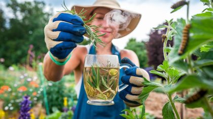 Chenilles processionnaires : les jardiniers recommandent une infusion maison à base de plantes sauvages gratuite et redoutablement efficace