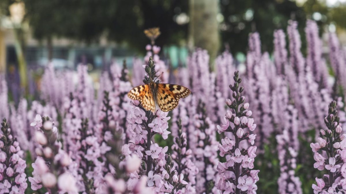 Dès le 1er août 2025 ce petit geste courant sera totalement interdit dans tous les jardins de France ce que dit la nouvelle loi "je pensais que c’était encore autorisé