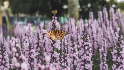 Dès le 1er août 2025 ce petit geste courant sera totalement interdit dans tous les jardins de France ce que dit la nouvelle loi "je pensais que c’était encore autorisé