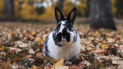 Elle a emmené son lapin en forêt avant de partir en camping : elle voulait simplement lui laisser une chance de vivre en animal sauvage "je n’avais pas le choix