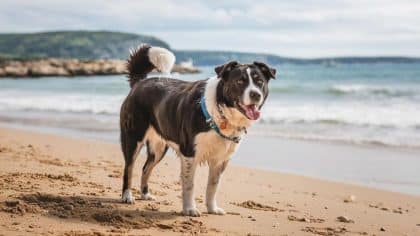 “Elle avait peur de l’eau, ça allait tout gâcher” déclare cette mère après avoir abandonné le chien familial avant des vacances au bord de la mer
