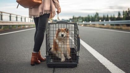 “Elle ne rentrait pas dans la valise, c’est pas de ma faute” explique cette vacancière après avoir abandonné sa lapine nain dans une cage posée sur un parking d’autoroute