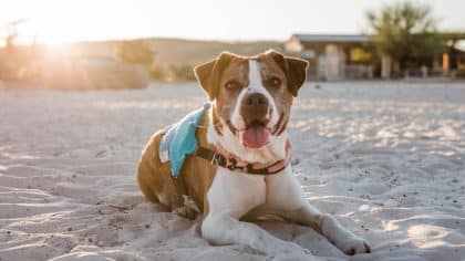 “Elle ne supportait pas la chaleur, je voulais abréger ses souffrances” explique cette retraitée après avoir attaché sa chienne en plein soleil sans abri