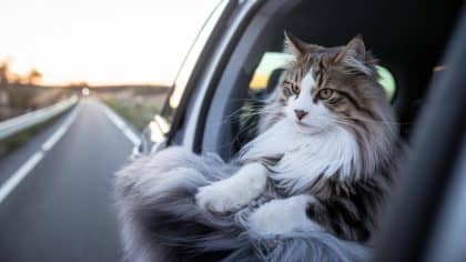 “Elle pissait sur la banquette arrière, j’ai ouvert la porte” dit cette conductrice après avoir poussé son chat hors du véhicule à 70 km/h