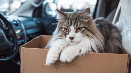 “Elle prenait trop de place dans la voiture, j’ai dû faire un choix” reconnaît cette vacancière après que sa chatte a été retrouvée déshydratée dans une boîte à chaussures