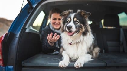 “Elle puait trop dans la voiture, j’ai craqué” dit cette conductrice après avoir enfermé sa chienne dans le coffre sans eau ni lumière pendant tout le trajet