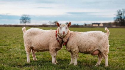 Elle voulait construire un abri pour ses chèvres : “ils ont détecté une anomalie géologique, c’est devenu une affaire d’État”