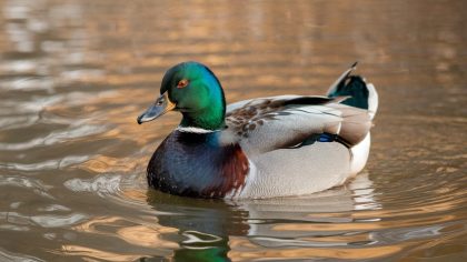 Elle voulait faire un bassin naturel pour ses canards, elle a mis au jour une dalle scellée : “je n’aurais jamais dû en parler, c’est devenu une zone classée, on me menace d’amende”