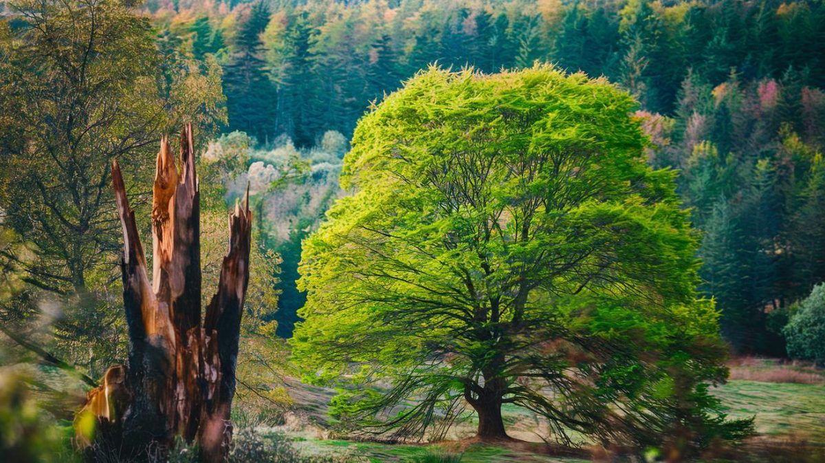 Face à la Crise Environnementale: Le Décret du 30 Avril 2025 Impose l'Abattage Obligatoire des Arbres Atteints par le Chancre Coloré, Mais à Quel Prix pour la Biodiversité?