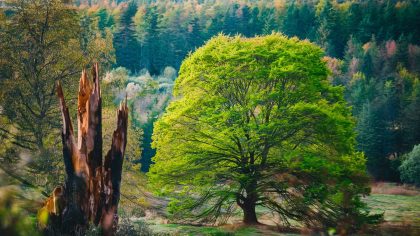 Face à la Crise Environnementale: Le Décret du 30 Avril 2025 Impose l'Abattage Obligatoire des Arbres Atteints par le Chancre Coloré, Mais à Quel Prix pour la Biodiversité?