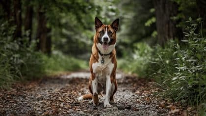 “Il aboyait sur les autres chiens au camping, on n’avait pas le choix” explique ce touriste après l’avoir abandonné en pleine nuit à la lisière d’un bois