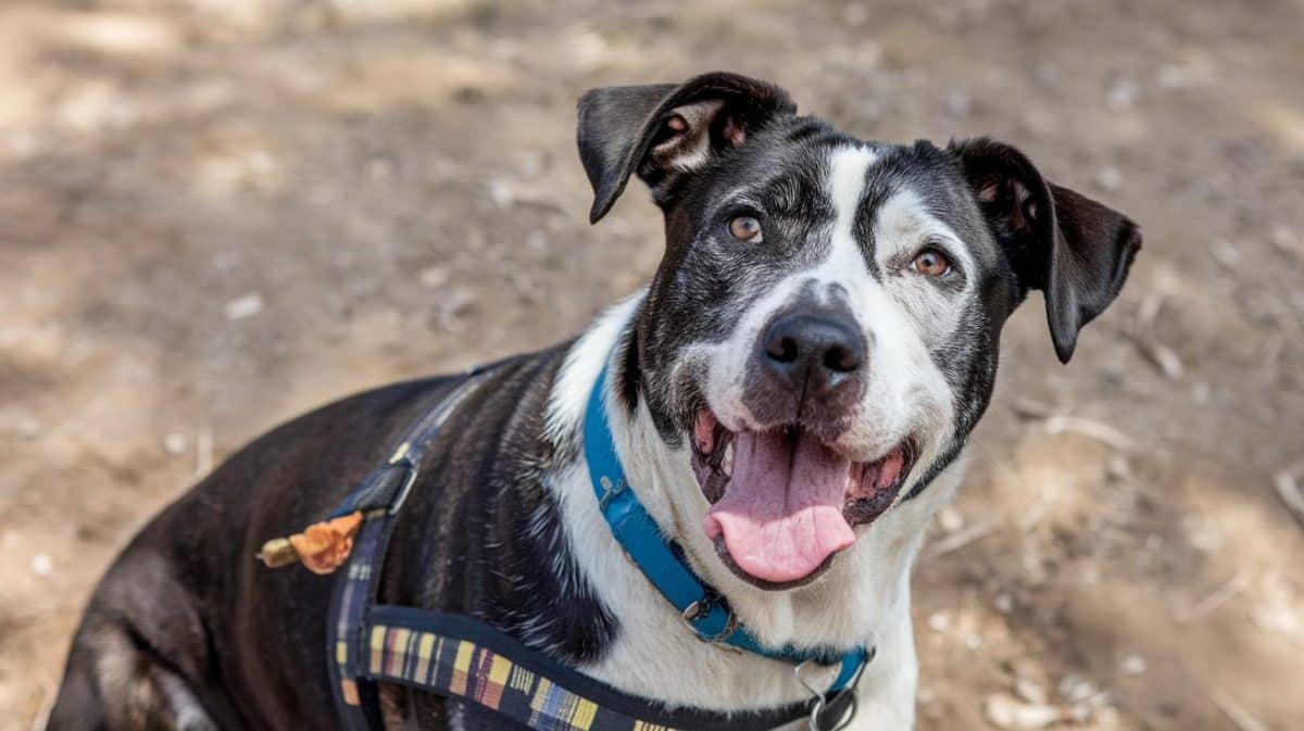 “Il attendait devant la maison depuis trois jours” souffle ce bénévole après avoir recueilli un chien laissé seul sans eau en pleine canicule estivale
