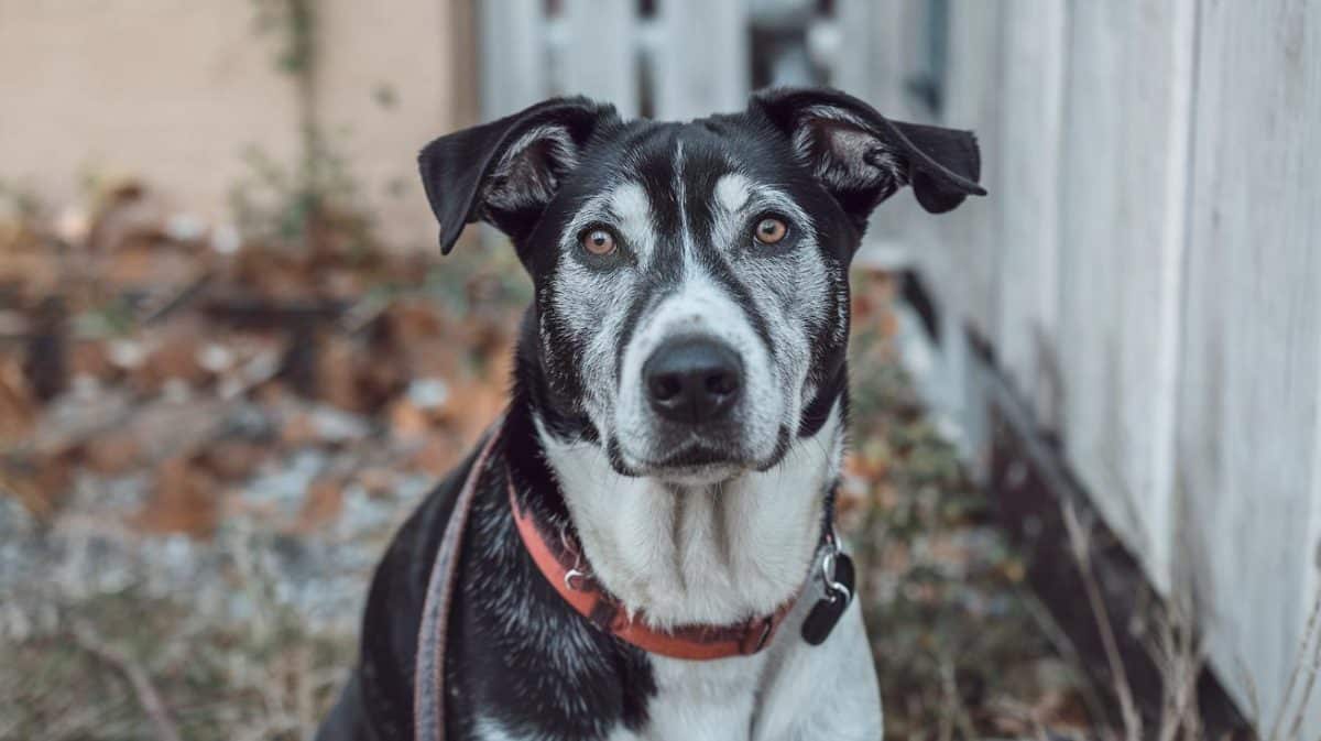 “Il avait creusé pour sortir de la propriété vide” raconte un agent municipal après le signalement d’un chien abandonné depuis plusieurs jours dans une résidence secondaire