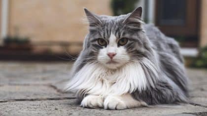 “Il était malade, j’avais pas envie de l’enterrer pendant mes vacances” dit cette femme après avoir laissé son chat fiévreux dans une cour fermée