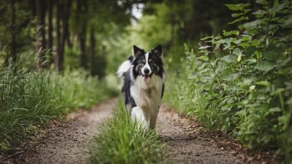 “Il grognait trop, les voisins se plaignaient, alors on l’a déposé en forêt” raconte ce propriétaire après que son chien a été retrouvé errant près d’un sentier balisé