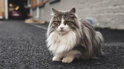 “Il ne s’entendait pas avec le chien du voisin” explique ce propriétaire après avoir relâché son chat dans un parking souterrain