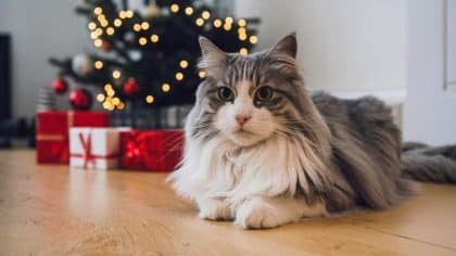 “Il pissait partout, on en avait marre” assume cette mère de deux enfants après avoir abandonné le chat adopté par son fils pour Noël