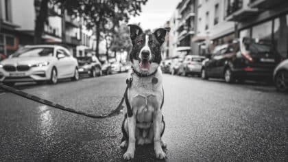 “Ils m’ont dit qu’ils l’avaient trouvé dans la rue… mais c’était leur chien, pucé à leur nom” : les mensonges d’abandon se multiplient