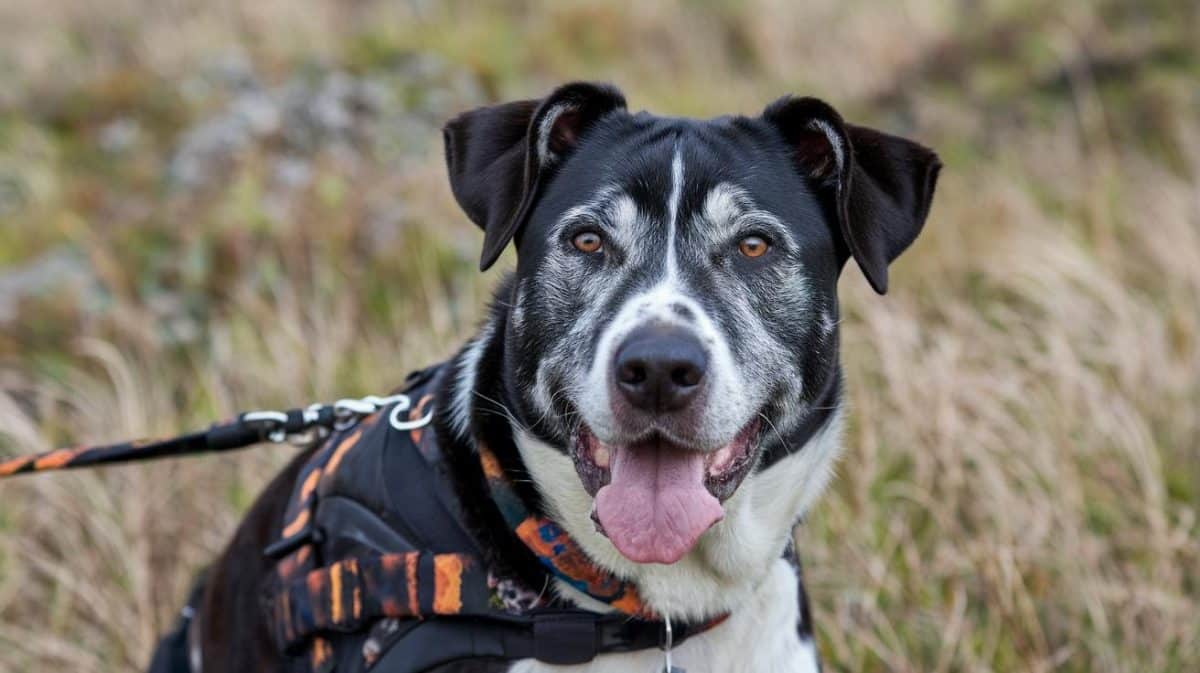 “Ils ont dit qu’il aimait la liberté… alors ils l’ont ‘relâché’” dénonce un habitant témoin de l’abandon d’un chien dans la campagne