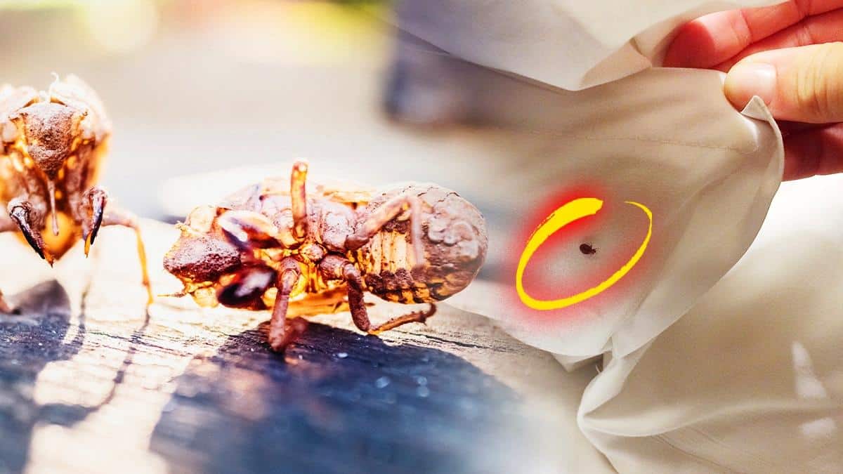 “J’ai tout lavé à 90°C pendant une semaine, c’est long mais au moins on respire encore” explique cette jeune mère de famille qui a réussi à éliminer les punaises de lit sans produits toxiques ni traitements chimiques