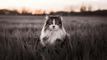 “Je croyais qu’il allait suivre la voiture” explique cette retraitée après avoir relâché son chat à 15 km de son domicile dans un champ