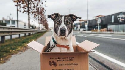“Je ne voulais pas payer 90 € pour une pension” justifie ce propriétaire après avoir abandonné son chien dans un carton près d’un rond-point