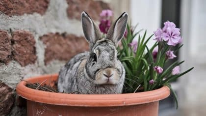 “Je pensais pas que c’était puni, je croyais que c’était comme un objet” déclare ce vacancier après avoir abandonné un lapin nain dans un pot de fleurs à l’entrée d’un jardin public