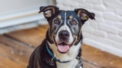 “Je pensais que le concierge allait s’en occuper” confie ce locataire après avoir laissé son chien dans la cour de la copropriété avant de partir deux semaines