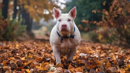 “Je pensais qu’il aimait la liberté” affirme cette ado après avoir relâché son cochon d’Inde en pleine forêt à 40 kilomètres de chez elle