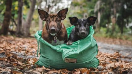 “Je pensais qu’on avait le droit de les relâcher en forêt” affirme ce propriétaire après avoir abandonné trois cochons d’Inde dans un sac en tissu en zone protégée
