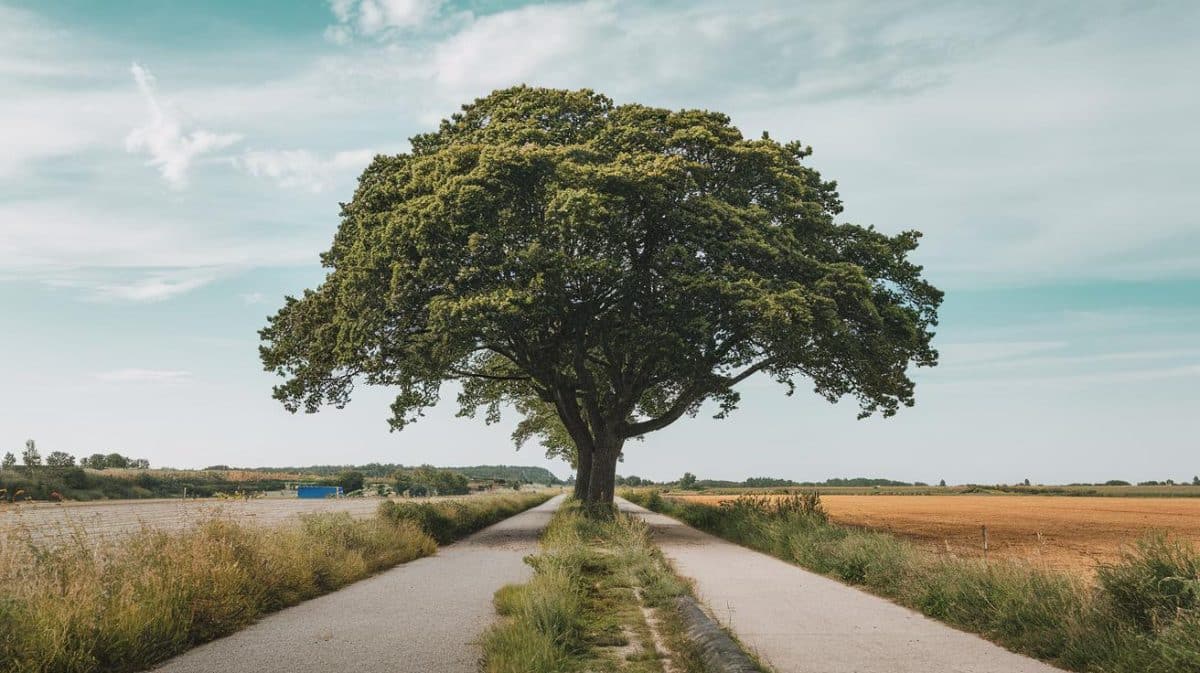 Le décret applicable au 1er août impose une hauteur maximale de 1,8 mètre pour toute haie plantée dans une zone urbaine