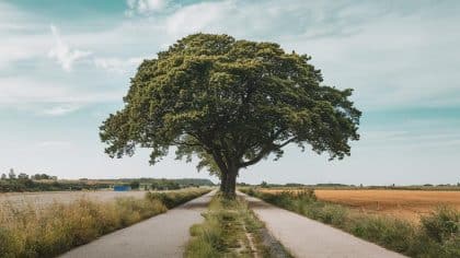 Le décret applicable au 1er août impose une hauteur maximale de 1,8 mètre pour toute haie plantée dans une zone urbaine