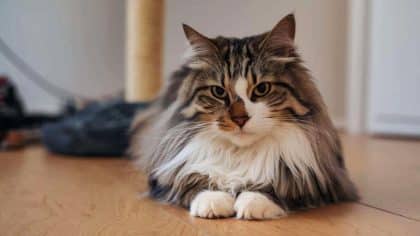 “On a fermé les volets, mis des croquettes, et c’était bon” raconte cette mère après avoir laissé son chat seul dans un appartement non ventilé pendant dix jours de canicule
