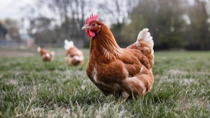 “On croyait que les poules n’étaient pas concernées par la loi” disent ces familles verbalisées pour nuisances sonores matinales