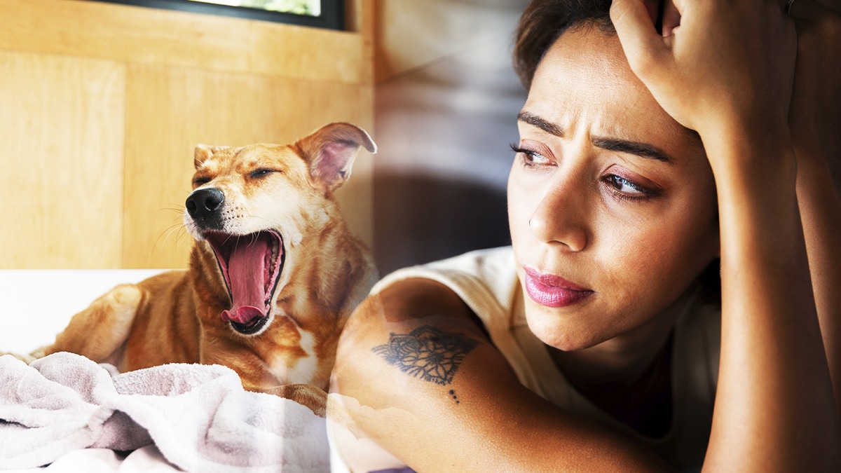 “On l’a trouvé dans le coffre d’un camping-car loué” : un loueur choqué après avoir découvert un chien abandonné par un couple de vacanciers à leur retour, une scène révoltante révélée après l’inspection du véhicule