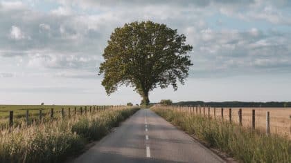 “On n’a jamais vu la limite exacte” protestent ces voisins sommés de détruire une haie plantée trop près de la clôture