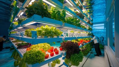 « On ne reverra plus jamais ça » la première ferme verticale sous-marine produit 10 tonnes de légumes par jour dès le 29 juillet 2025