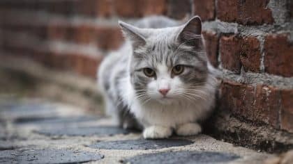 “On pensait que les chats pouvaient aller où ils voulaient” s’étonnent ces habitants condamnés pour troubles de voisinage