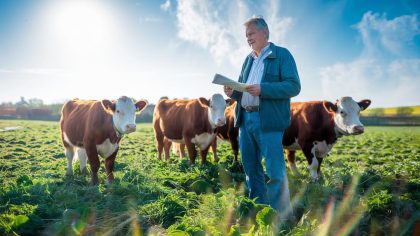 Subventions Agricoles et Injustice : Comment la Rigidité des Règles Peut Ruiner les Éleveurs - L'histoire d'un Agriculteur Privé d'Aide pour des Vaches Nées Huit Jours Trop Tôt