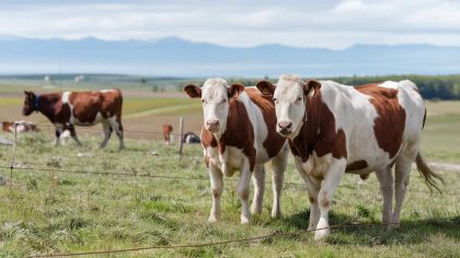 Un éleveur se voit refuser une subvention pour 2 vaches nées trop tôt "elles sont arrivées 8 jours avant la période de référence
